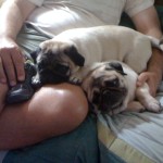 Saturday Snapshot: Puggies