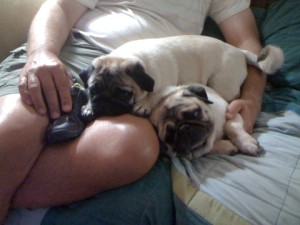 Pugs