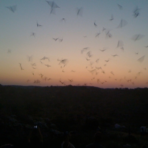 Bats flying