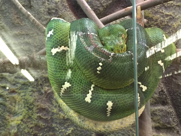 Tree boa