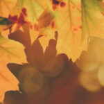 What I read: November 2023